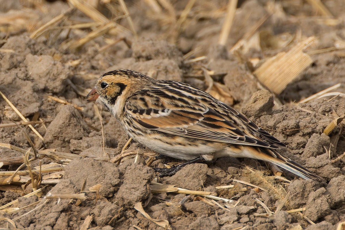 Подорожник лапландський - ML645523575