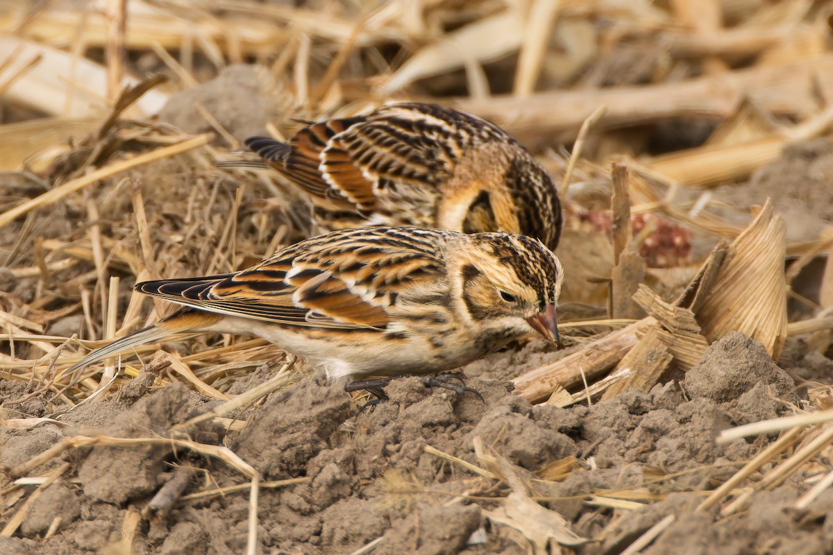 Подорожник лапландський - ML645523578