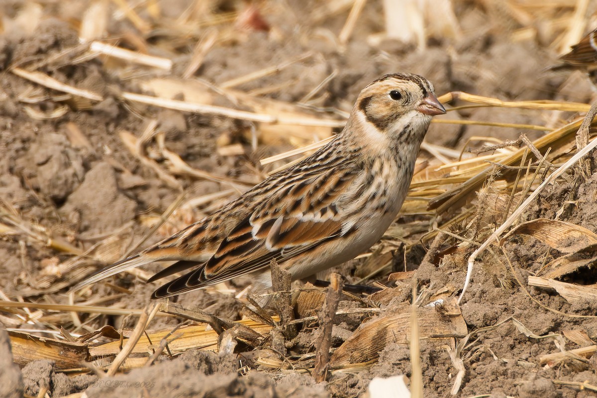 Подорожник лапландський - ML645523579