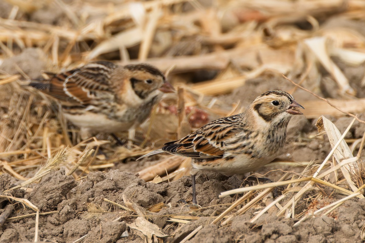Подорожник лапландський - ML645523580