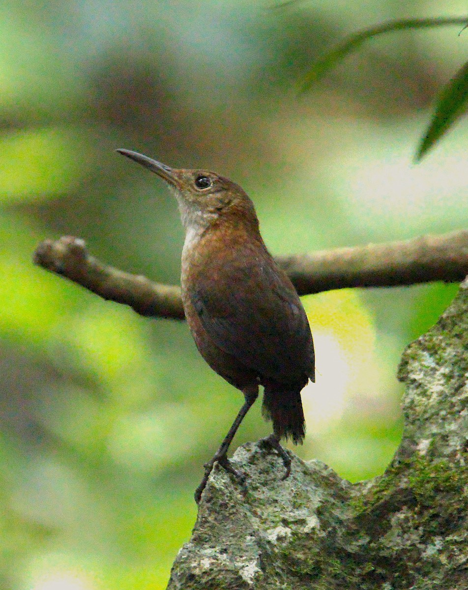 Nava's Wren - ML645523591