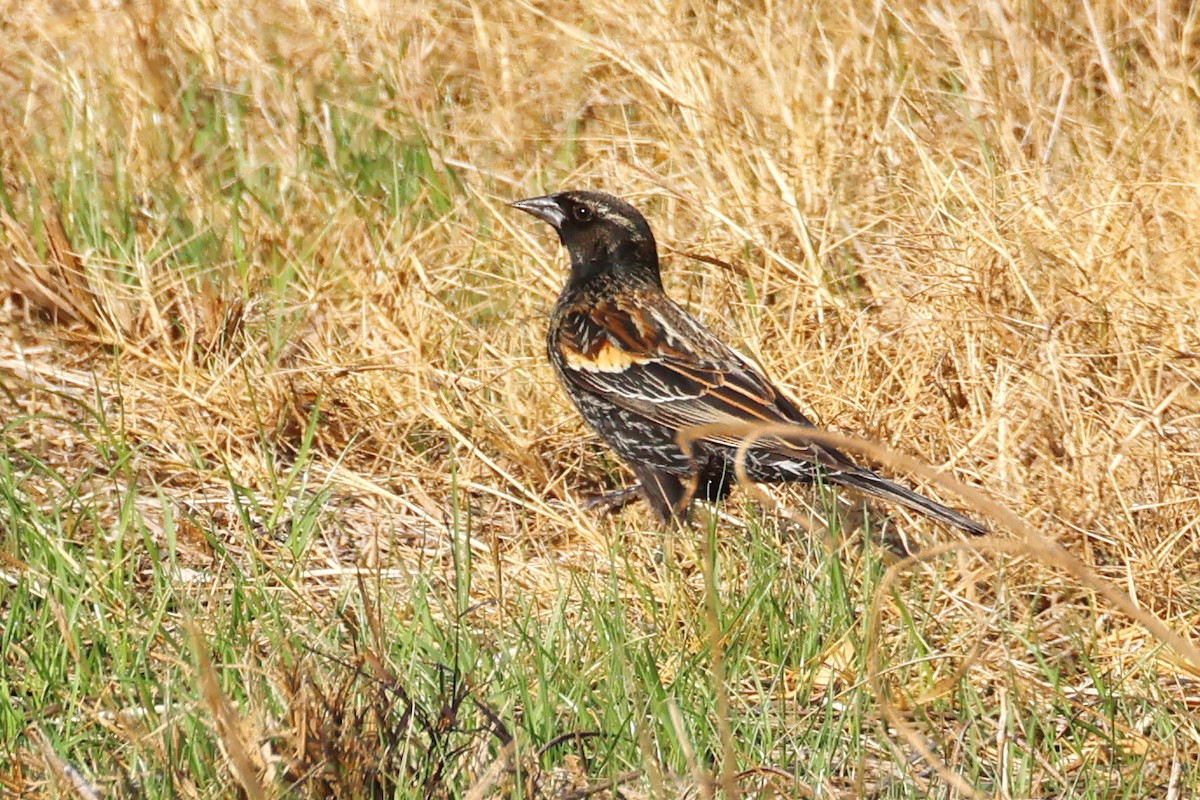 Red-winged Blackbird - ML645523595