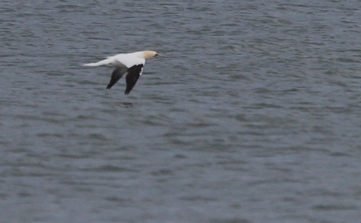 Northern Gannet - ML645523599