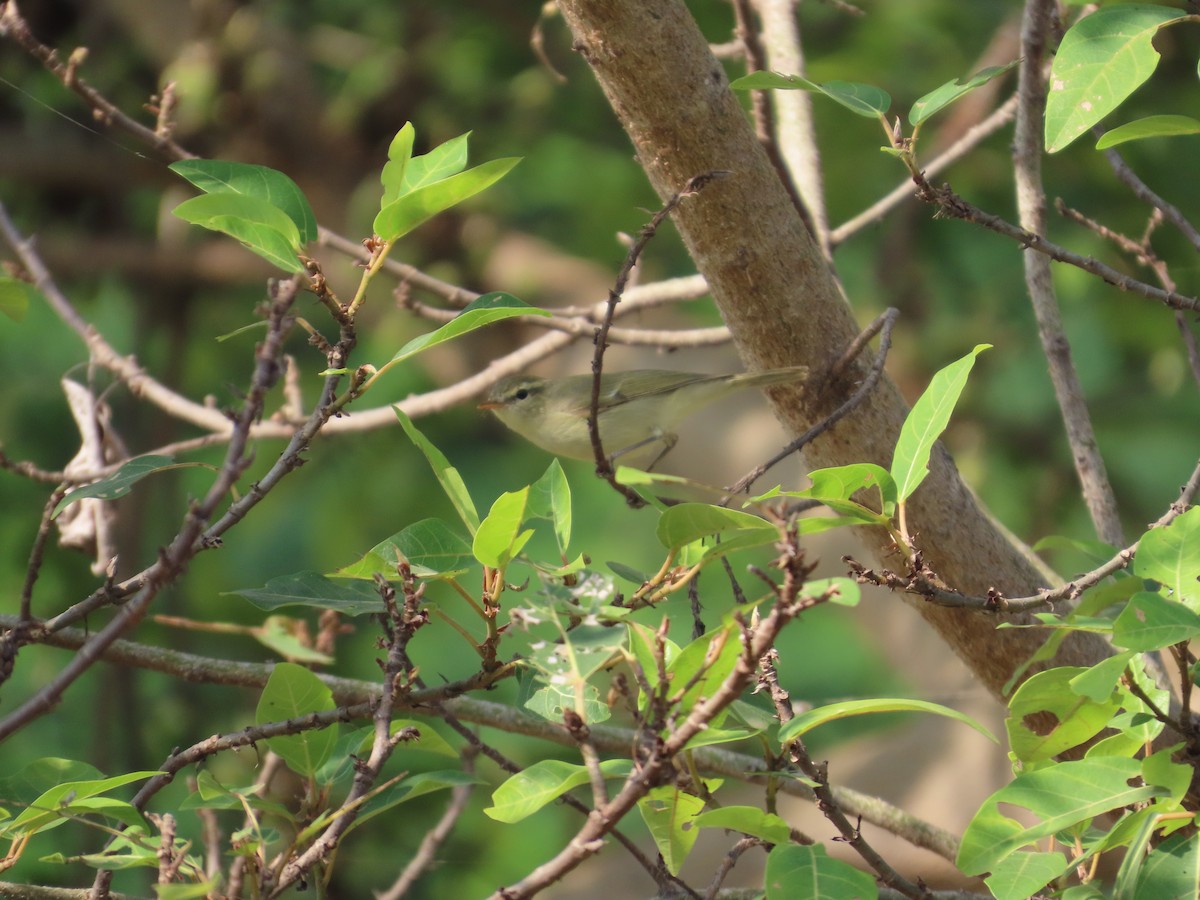 Greenish Warbler - ML645523611