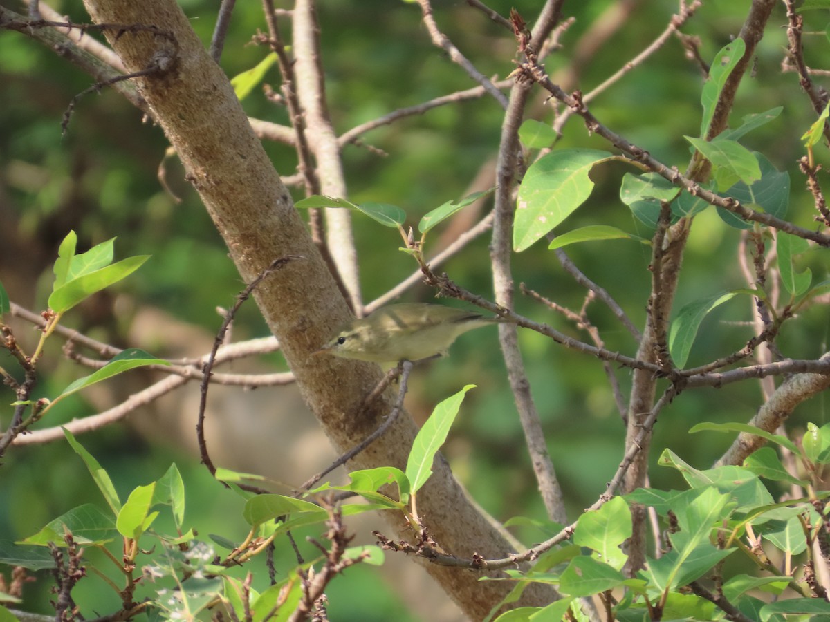 Greenish Warbler - ML645523612