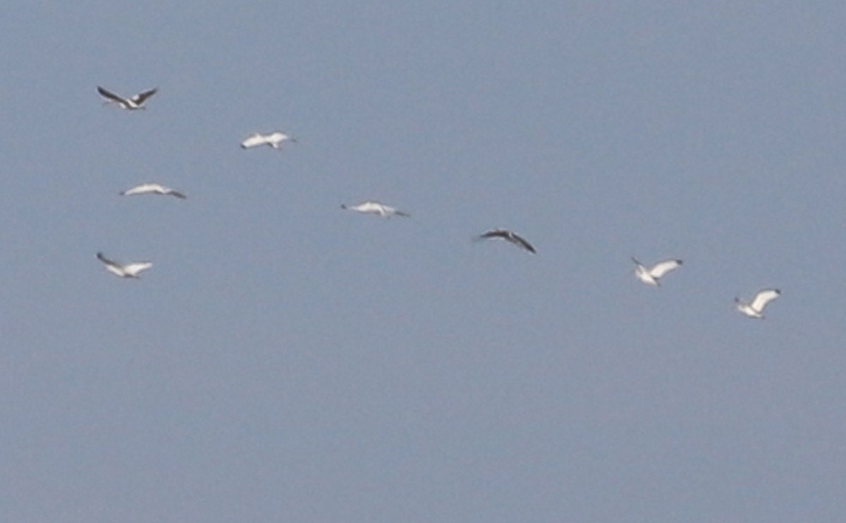 White Ibis - ML645523615