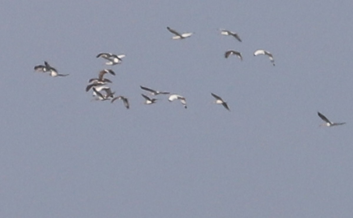 White Ibis - ML645523620