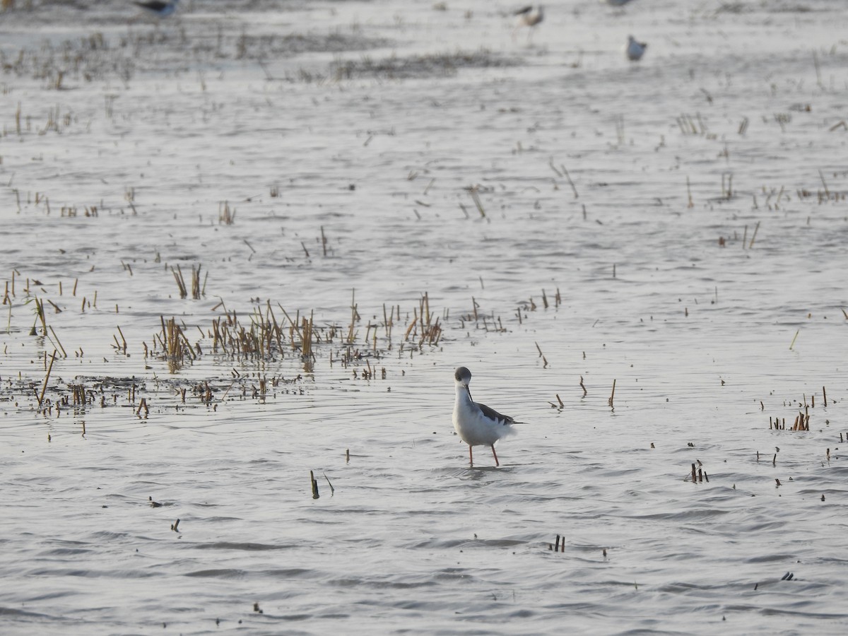 高蹺鴴 - ML645523627