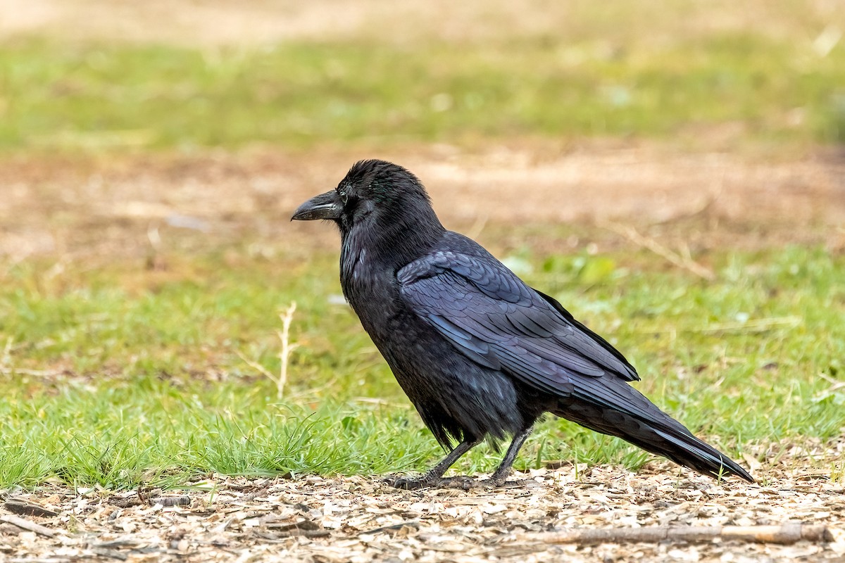 krkavec velký - ML645523632