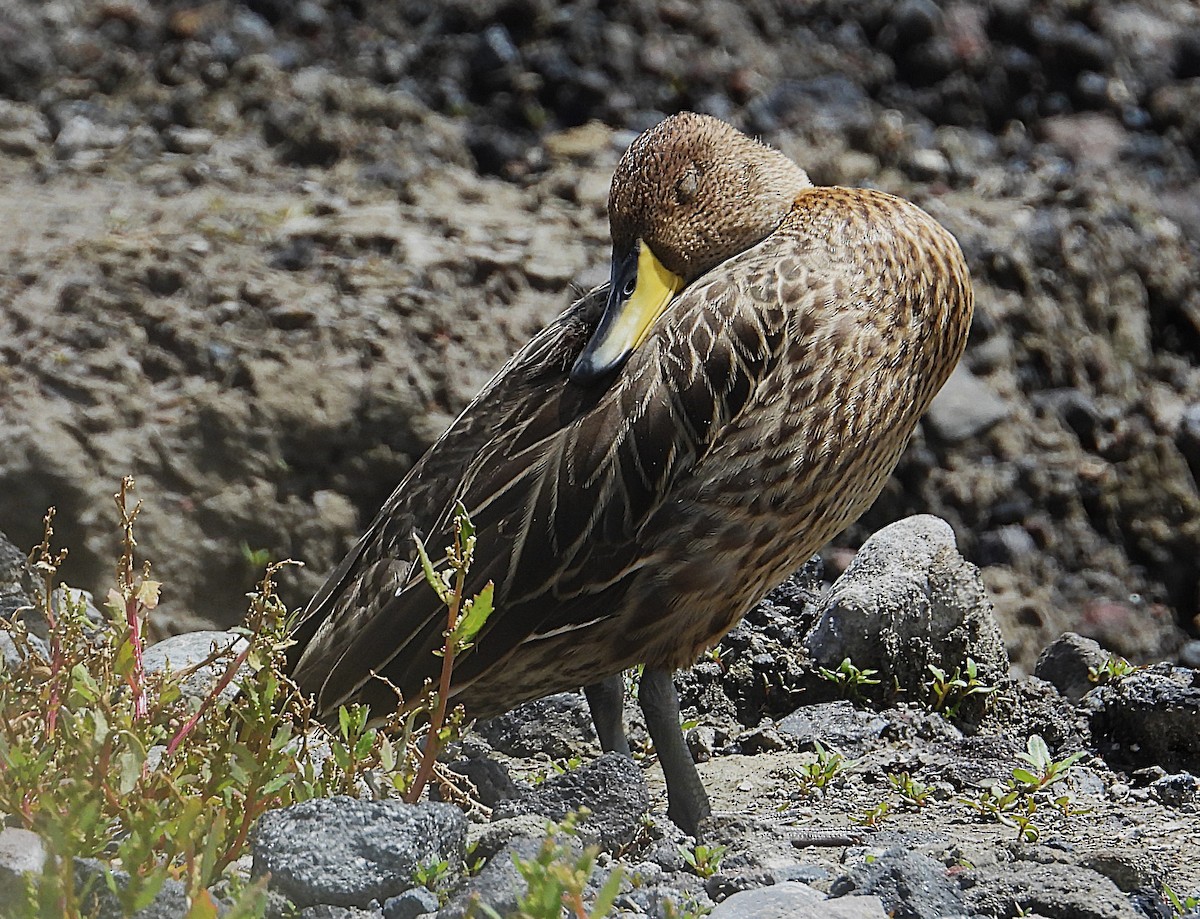 Yellow-billed Pintail - ML645523634