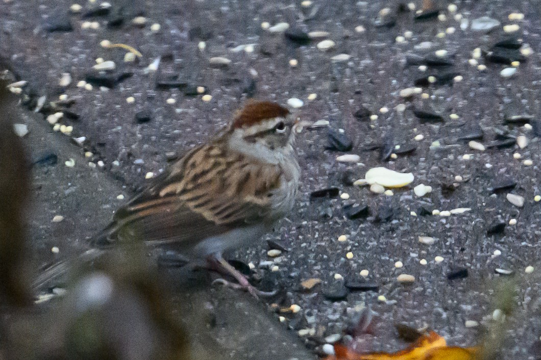 Chipping Sparrow - ML645523636