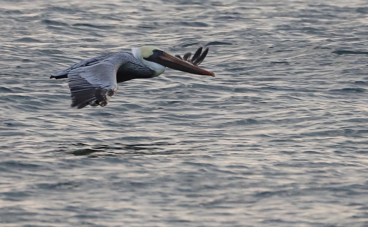 カッショクペリカン - ML645523638