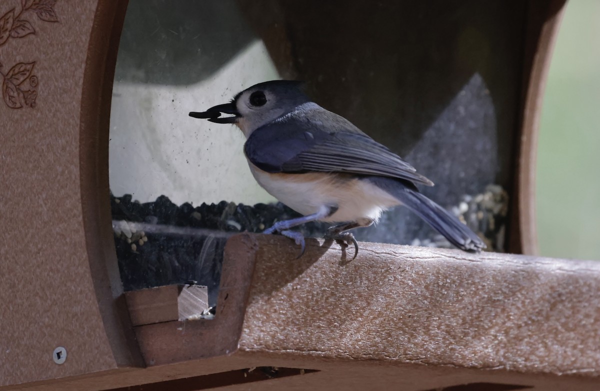 Tufted Titmouse - ML645523642