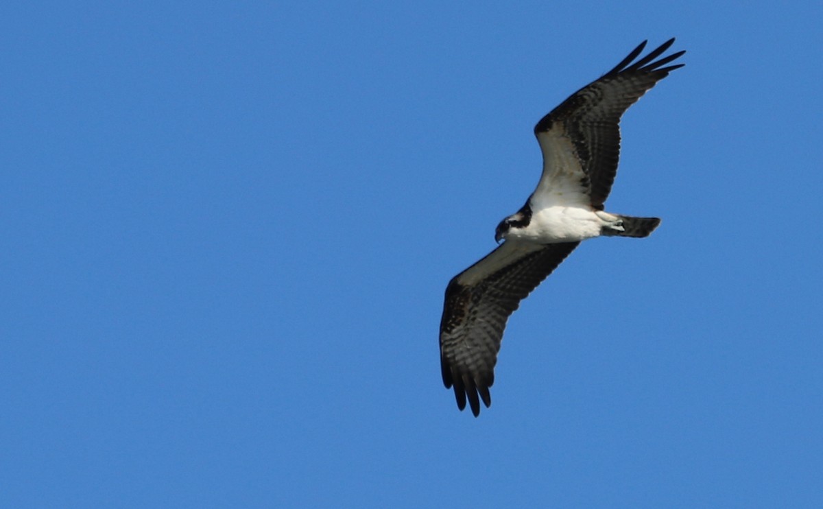 ミサゴ（carolinensis） - ML645523643