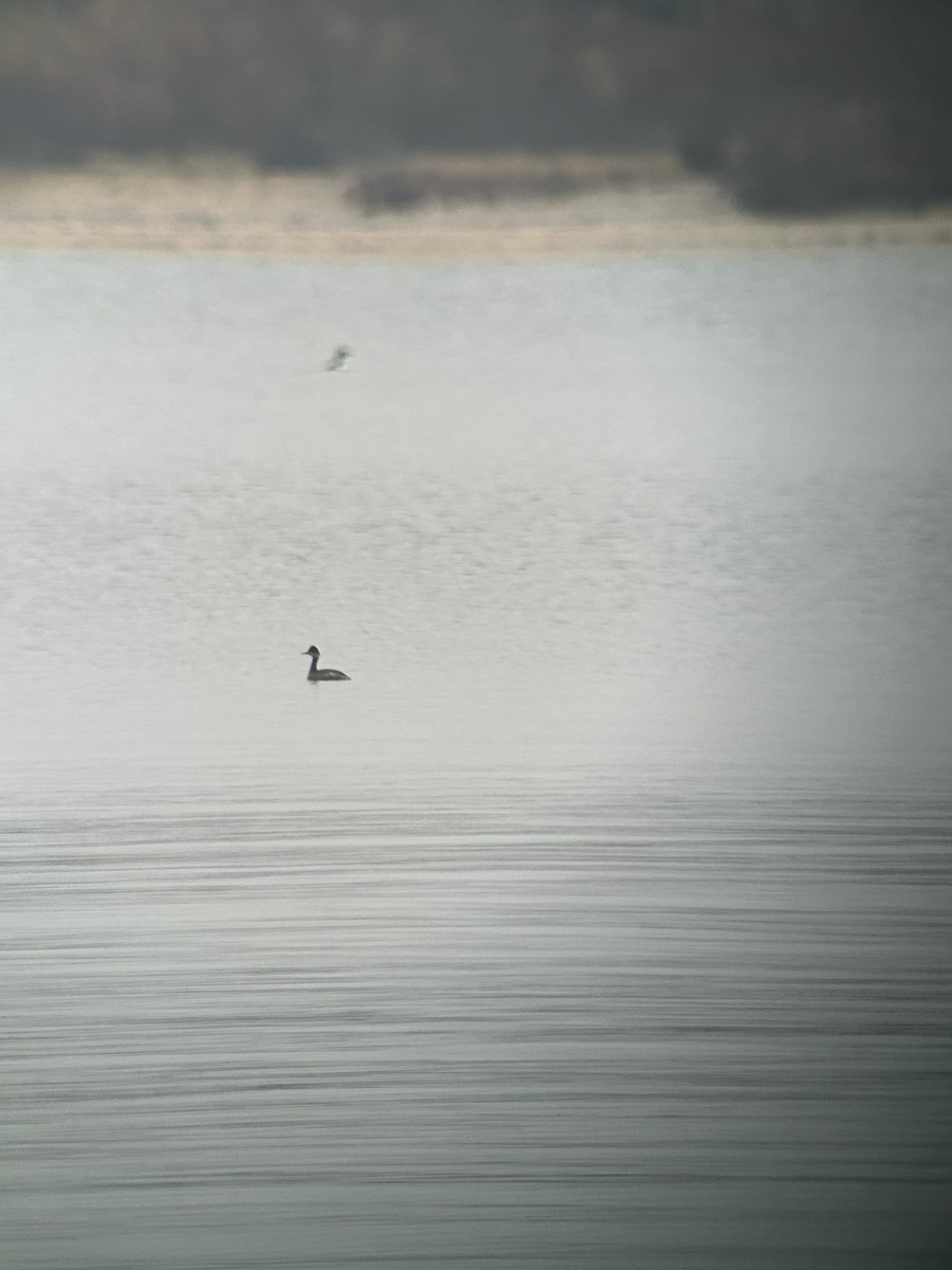 Eared Grebe - ML645523645