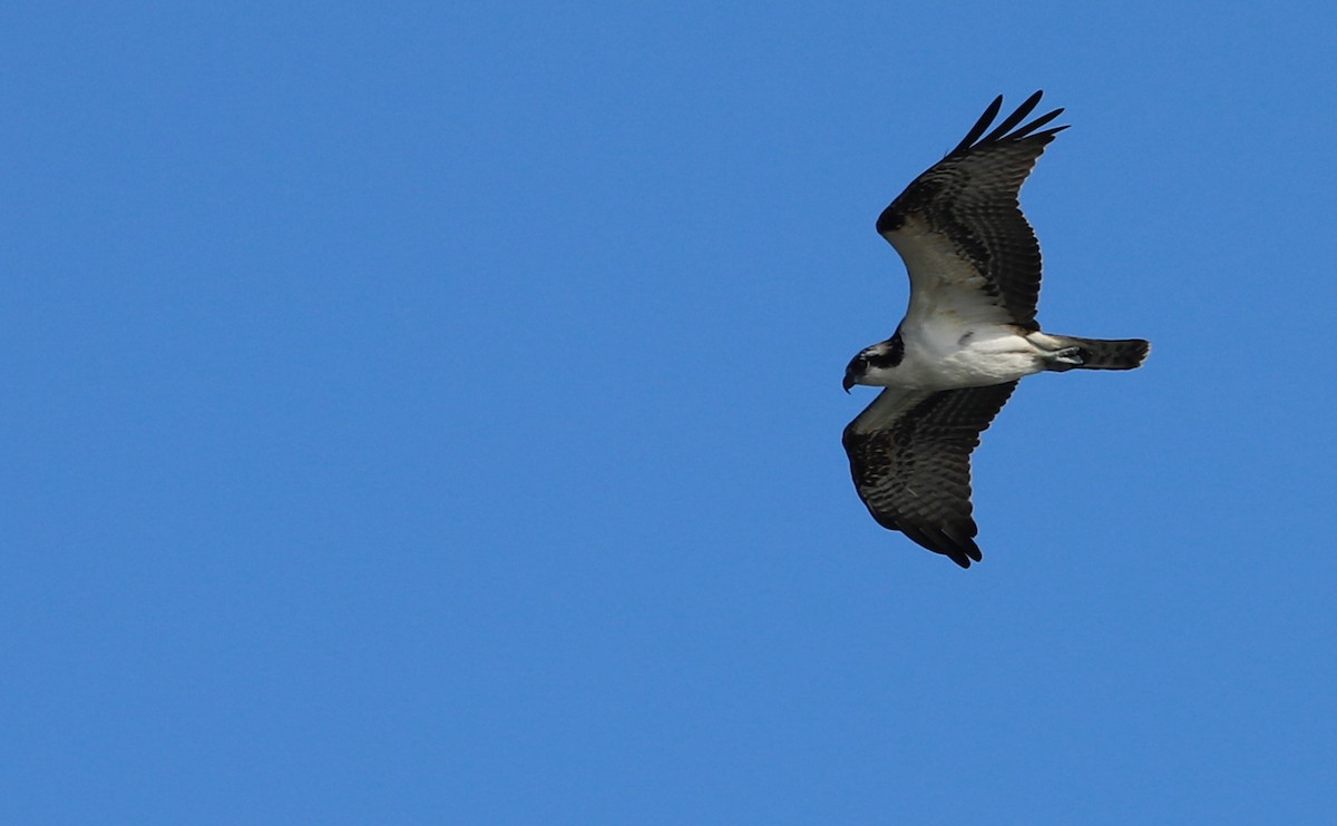 ミサゴ（carolinensis） - ML645523647