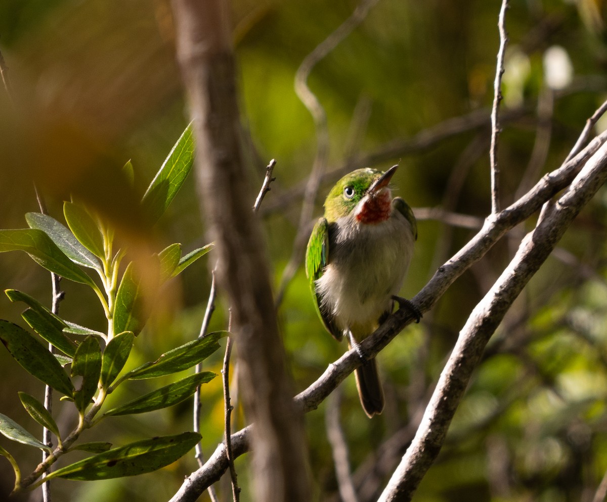 Narrow-billed Tody - ML645523648