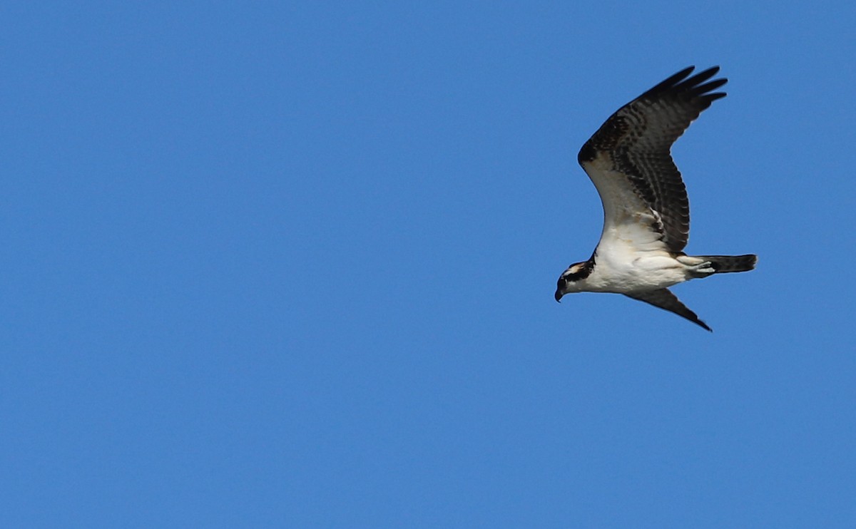 ミサゴ（carolinensis） - ML645523651