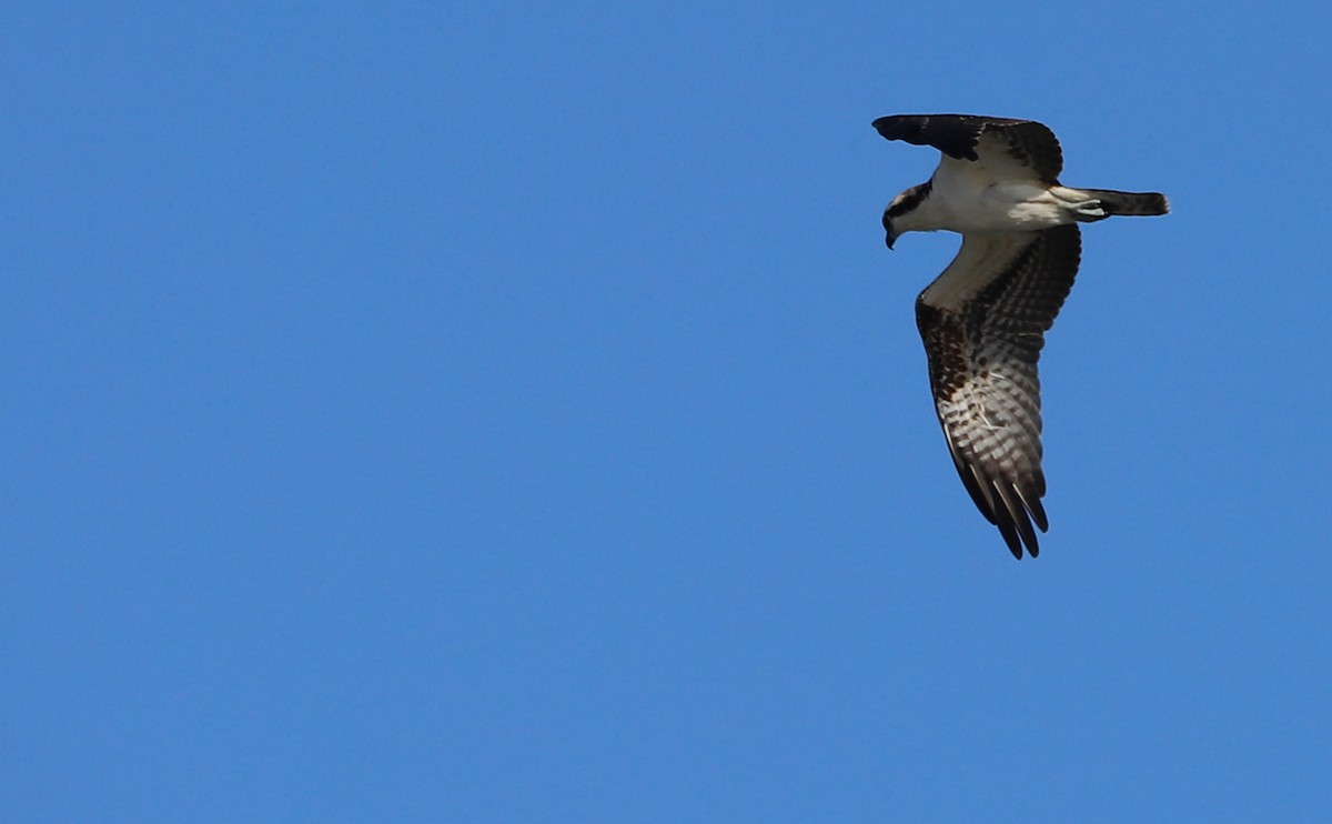 ミサゴ（carolinensis） - ML645523656