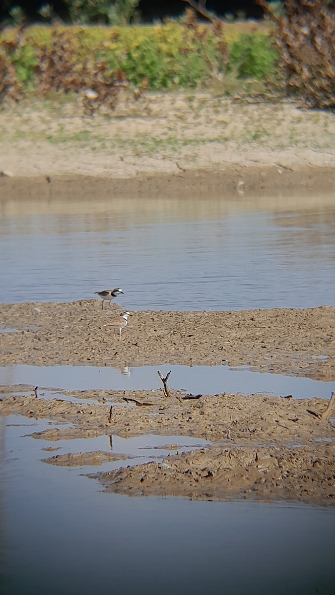 Collared Plover - ML645523657