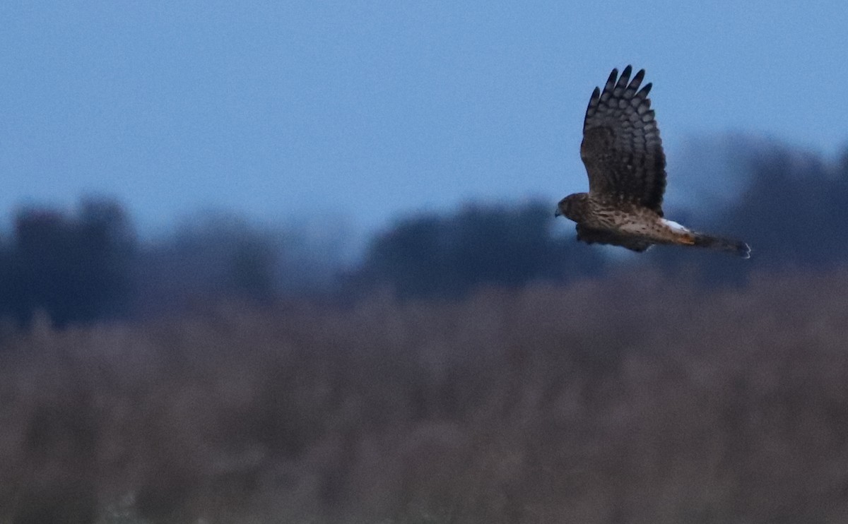 アメリカハイイロチュウヒ - ML645523660