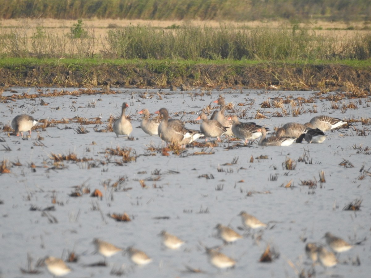 Гуска сіра - ML645523663