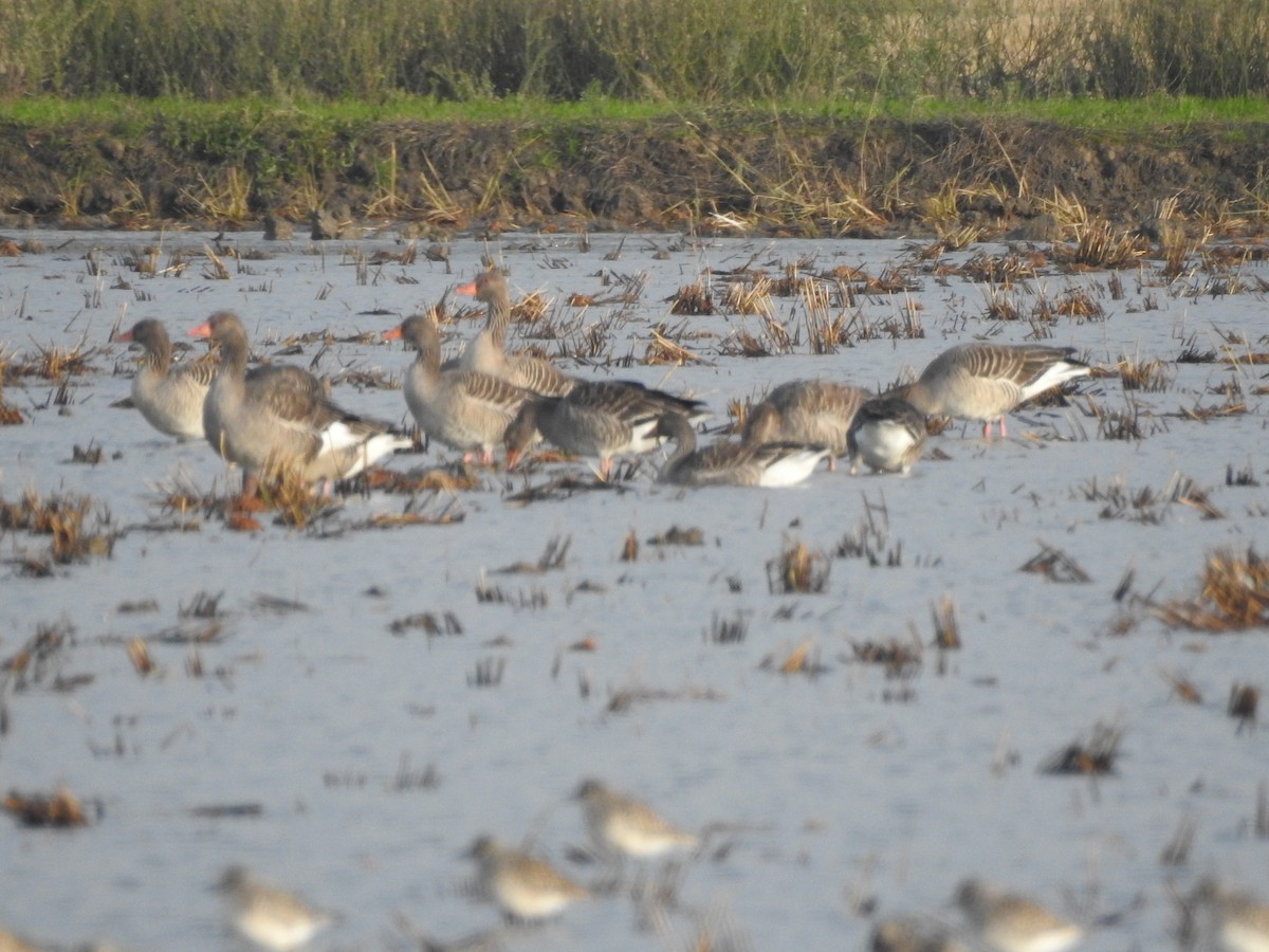 Гуска сіра - ML645523665