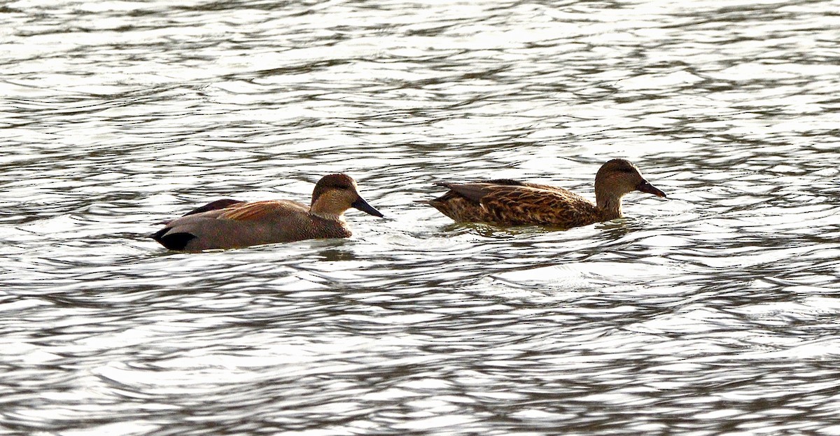 Серая утка - ML645523669