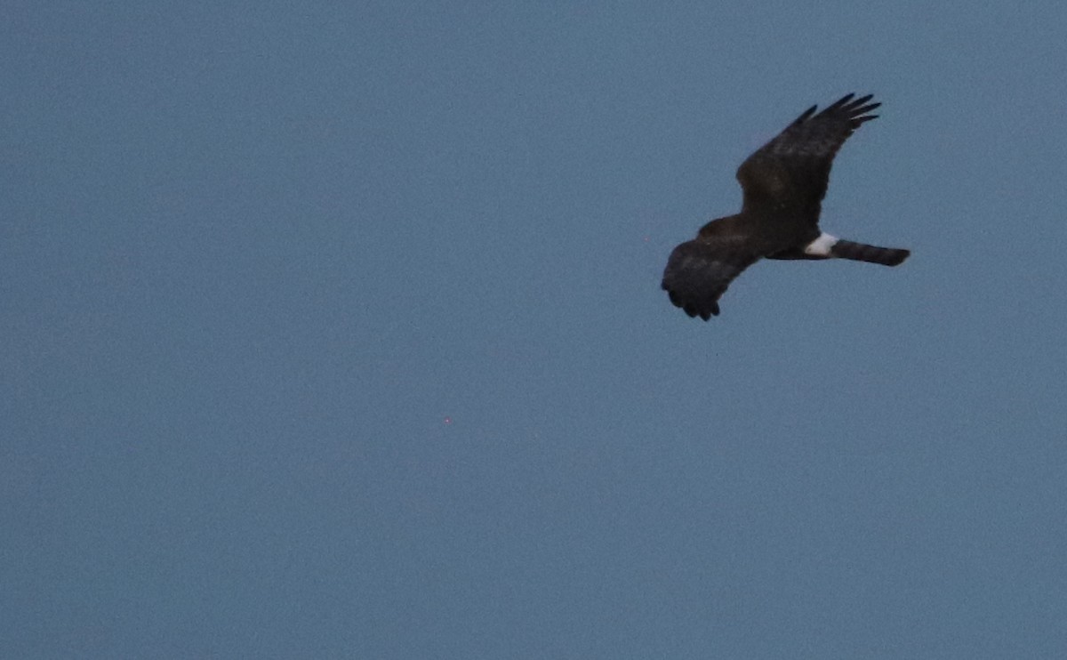 アメリカハイイロチュウヒ - ML645523672