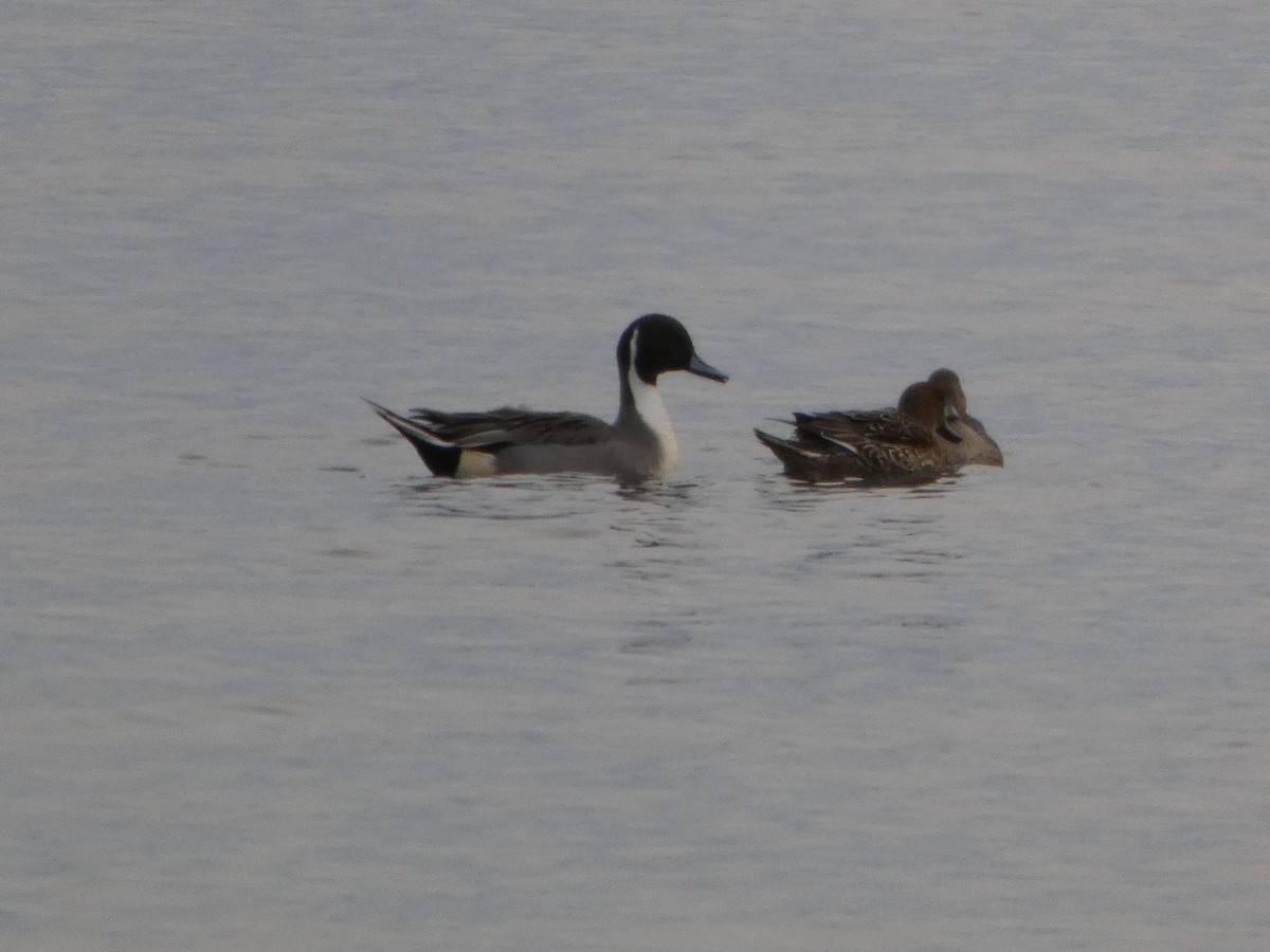 Northern Pintail - ML645523674