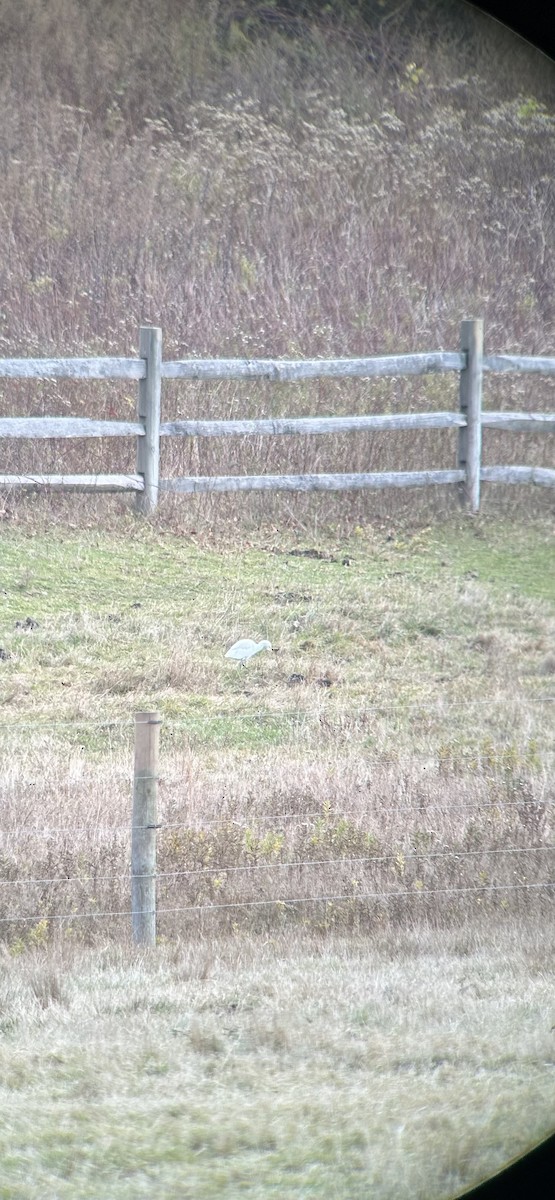 Western Cattle-Egret - ML645523682