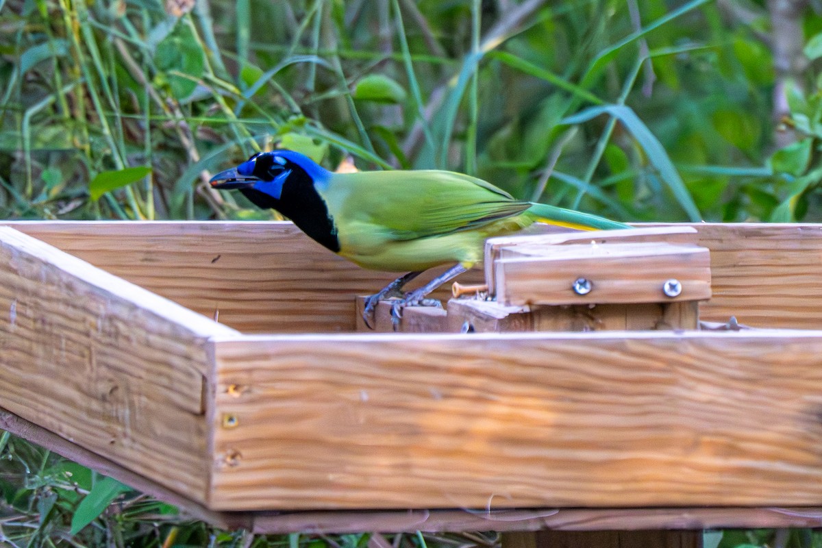 Geai vert (groupe luxuosus) - ML645523690