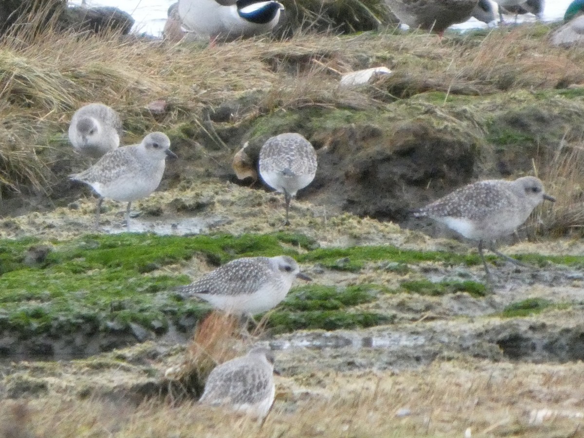 Black-bellied Plover - ML645523691