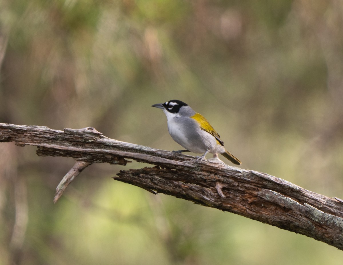 Пальмагра чорноголова - ML645523692