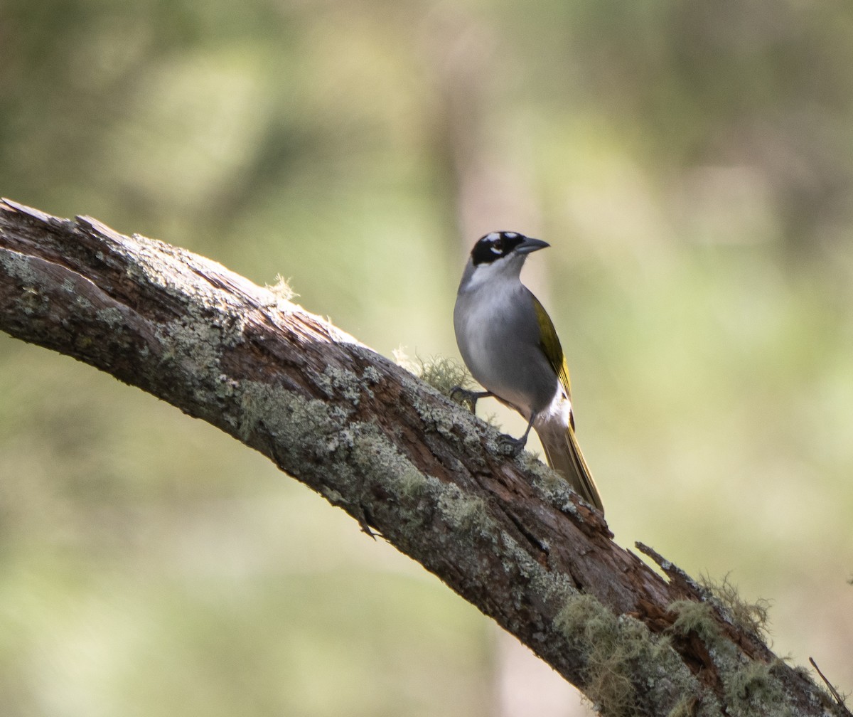 Пальмагра чорноголова - ML645523693