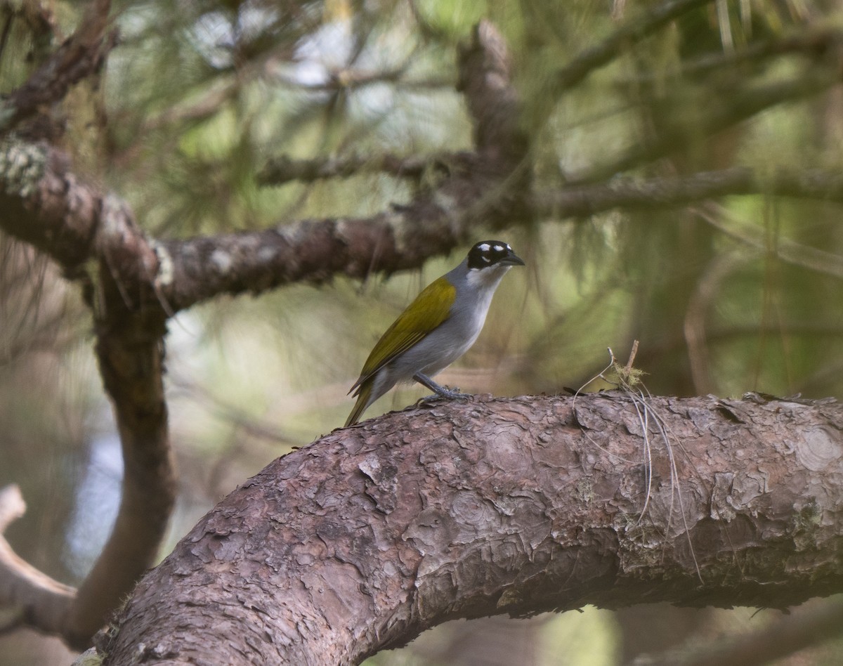 Пальмагра чорноголова - ML645523694