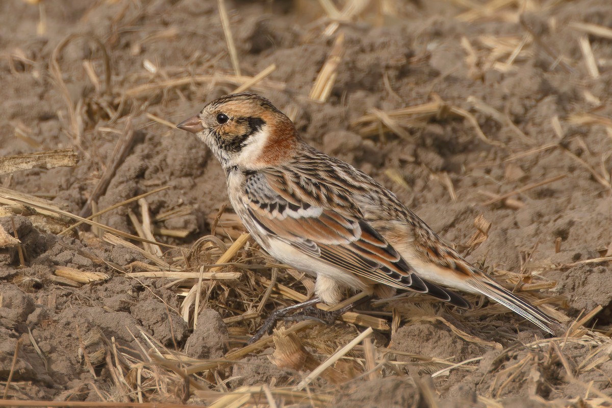 Подорожник лапландський - ML645523695