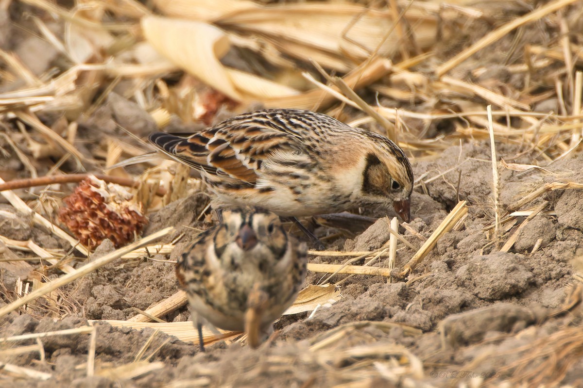Подорожник лапландський - ML645523696
