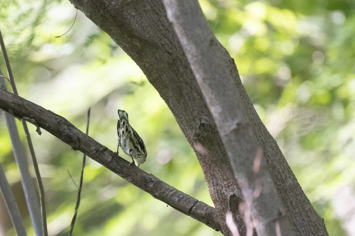 Black-and-white Warbler - ML645523698