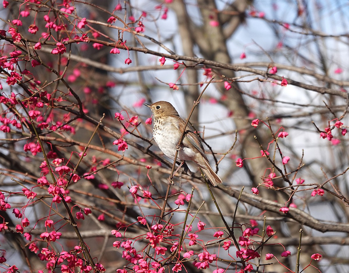 Hermit Thrush - ML645523701