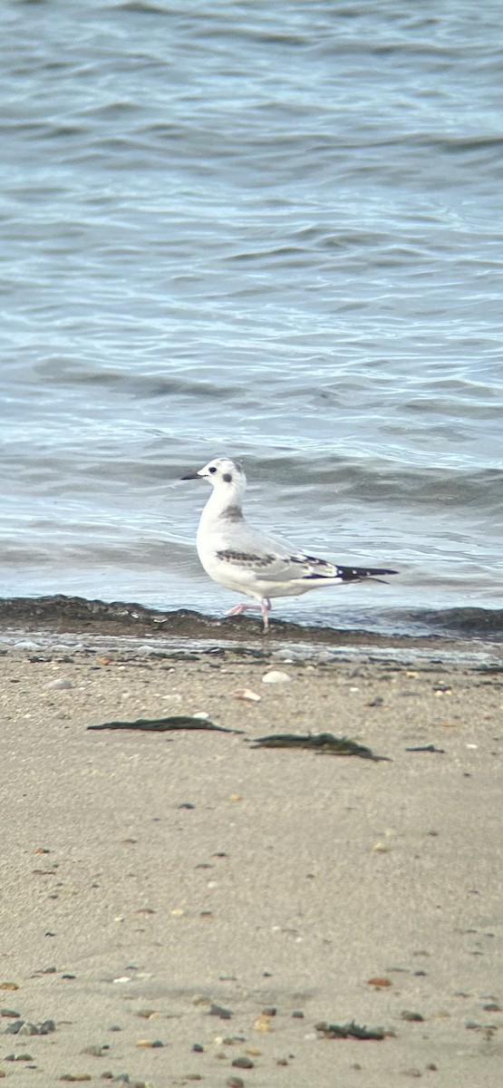 Bonaparte's Gull - ML645523706