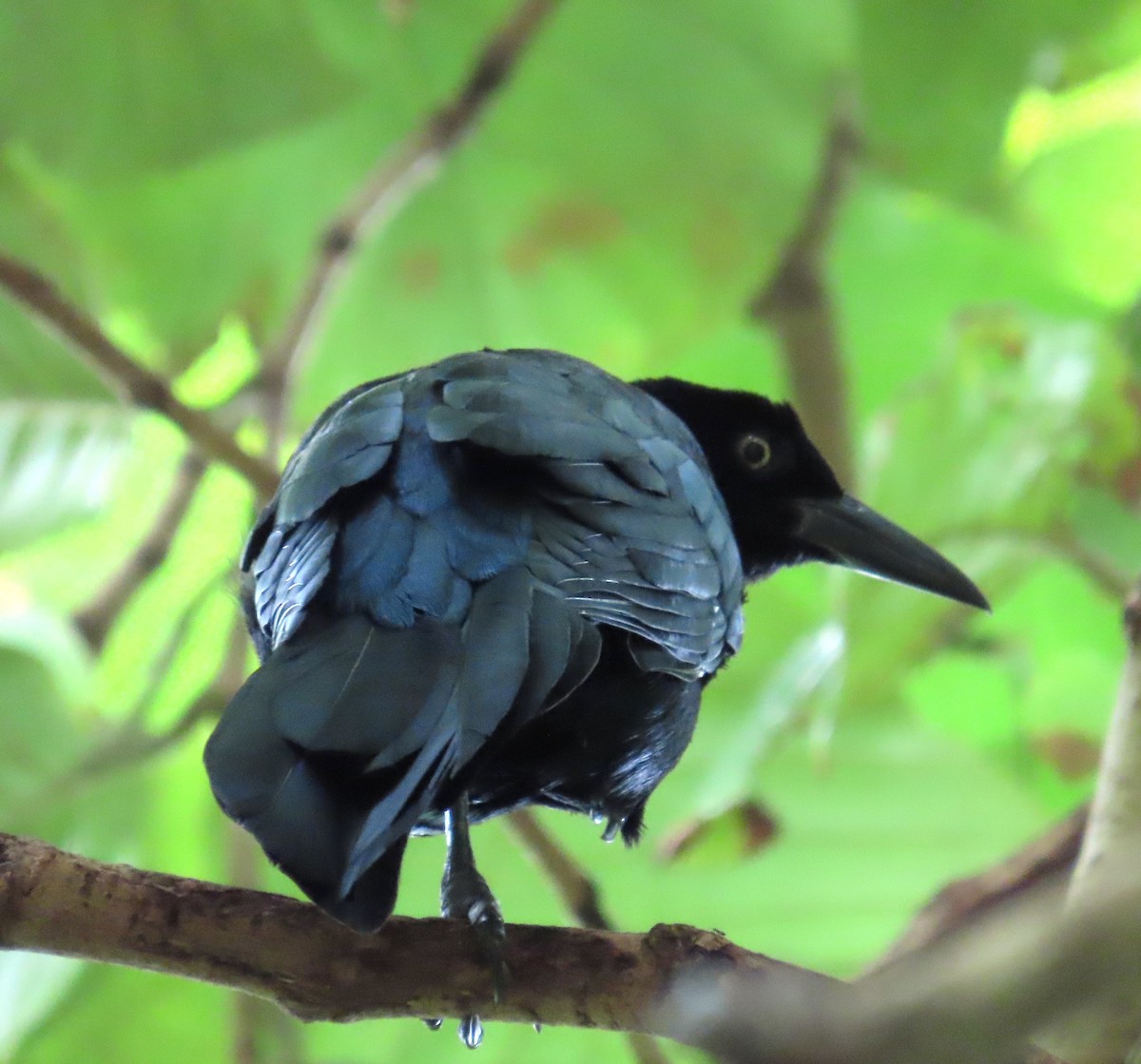 Great-tailed Grackle - ML645523708