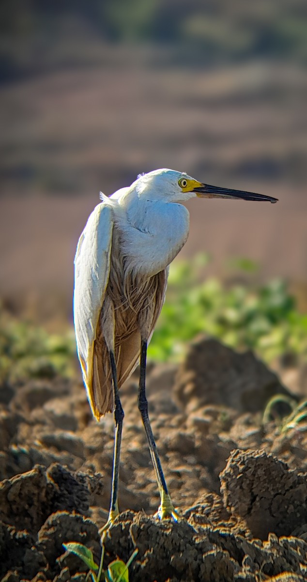 Snowy Egret - ML645523747
