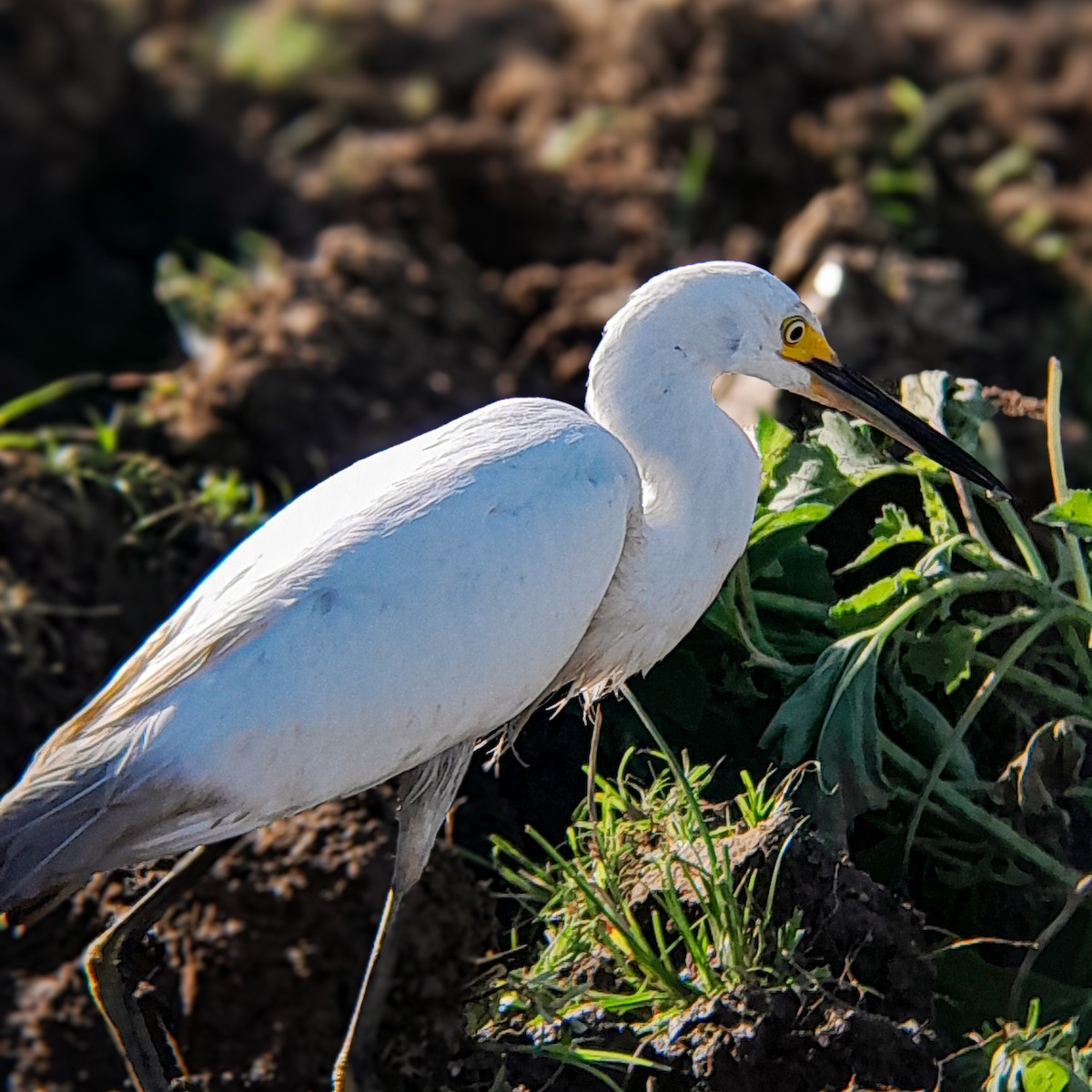 Snowy Egret - ML645523750