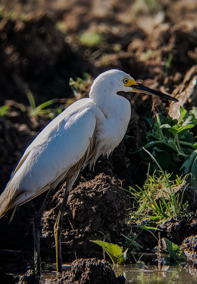 Snowy Egret - ML645523751
