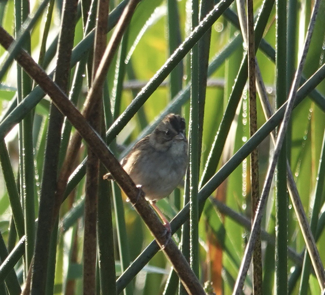 Swamp Sparrow - ML645523752
