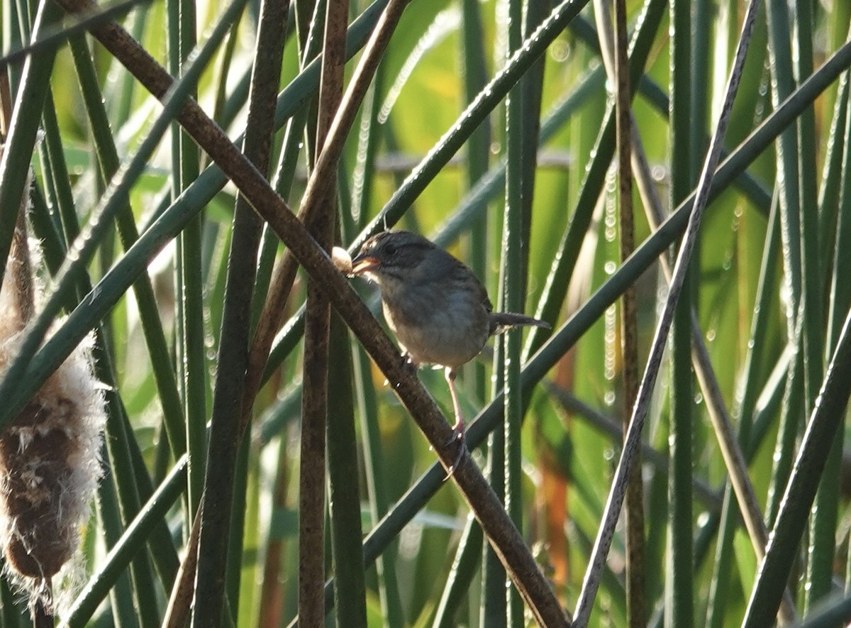 Swamp Sparrow - ML645523753