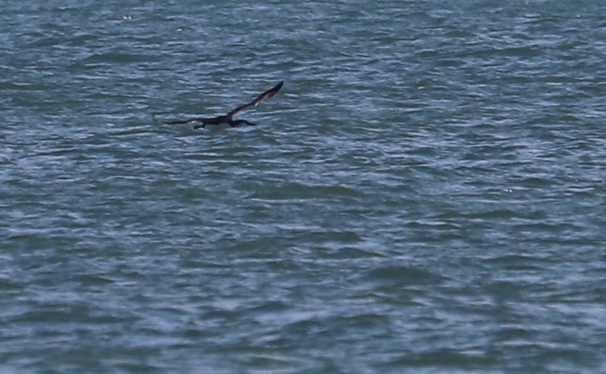 ハシグロアビ - ML645523768