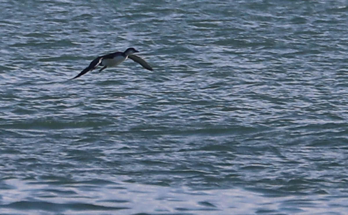 ハシグロアビ - ML645523769