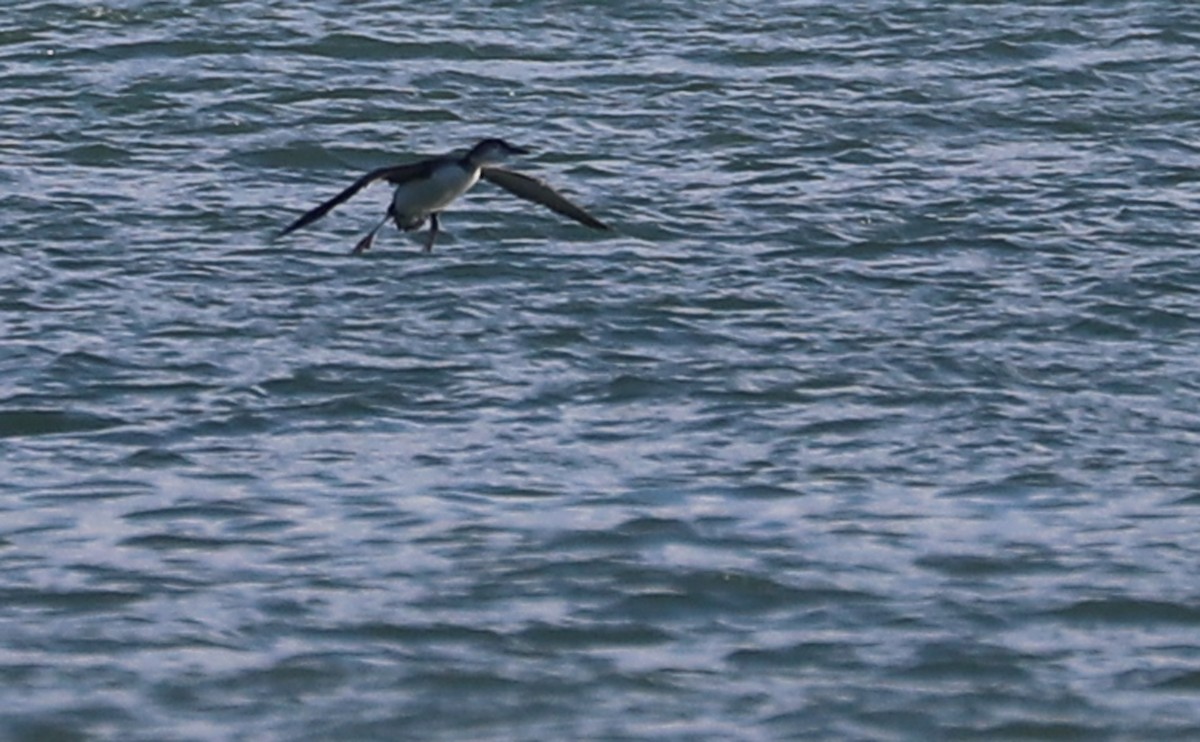 ハシグロアビ - ML645523772